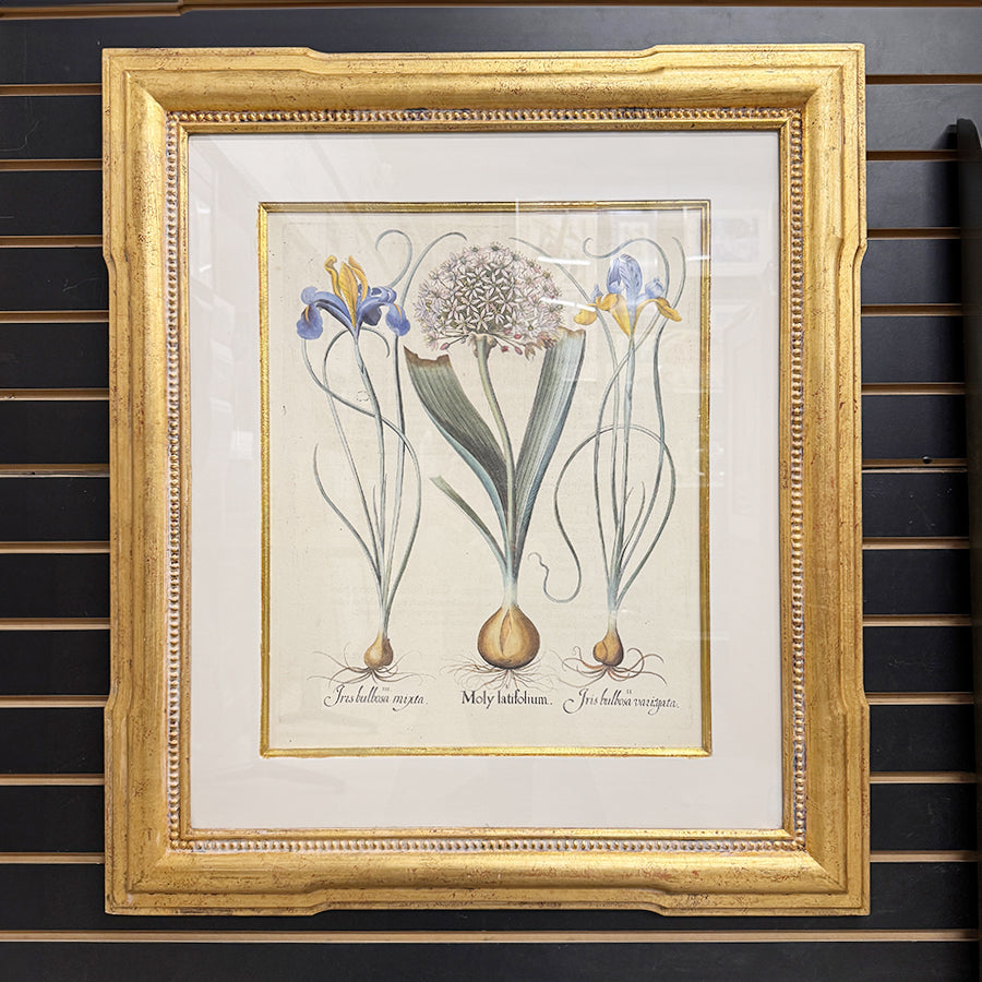 Iris and Moly Latifolium botanical illustration