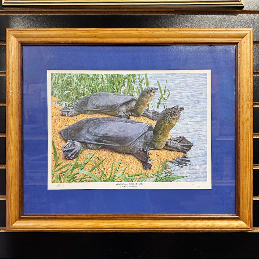Yangzte Giant Softshell Turtle realistic illustration style